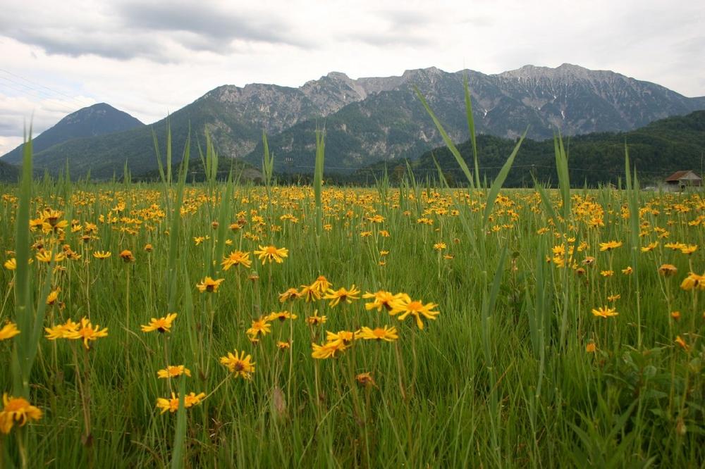 Besserer Schutz für gefährdete Wildpflanzen