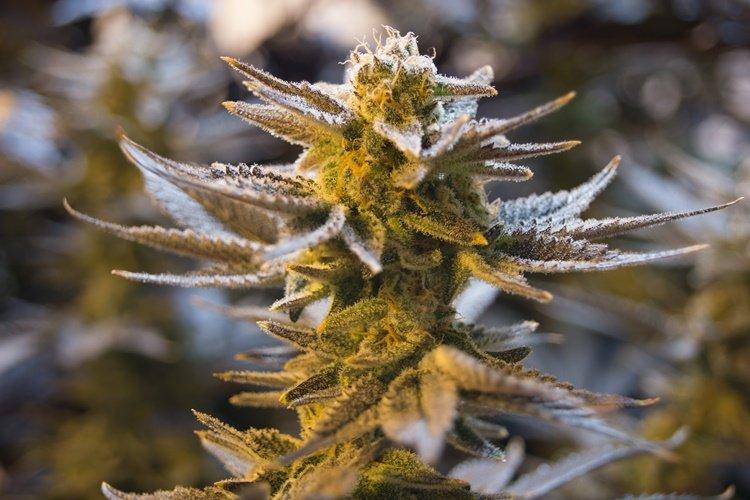 Cannabis: Khiron Life steigt in Marijuana Life Sciences Index ETF auf
