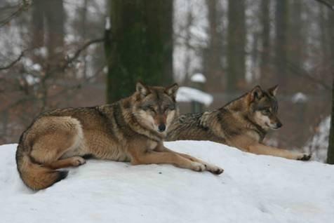 Führung zu Wildtieren im Winter am kommenden Sonntag, 3. Februar 2019