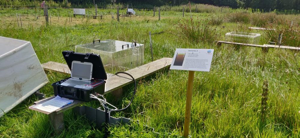 Wiederherstellung von Lebensräumen auf Hochmoorgrünland – eine Chance für Klima und Natur