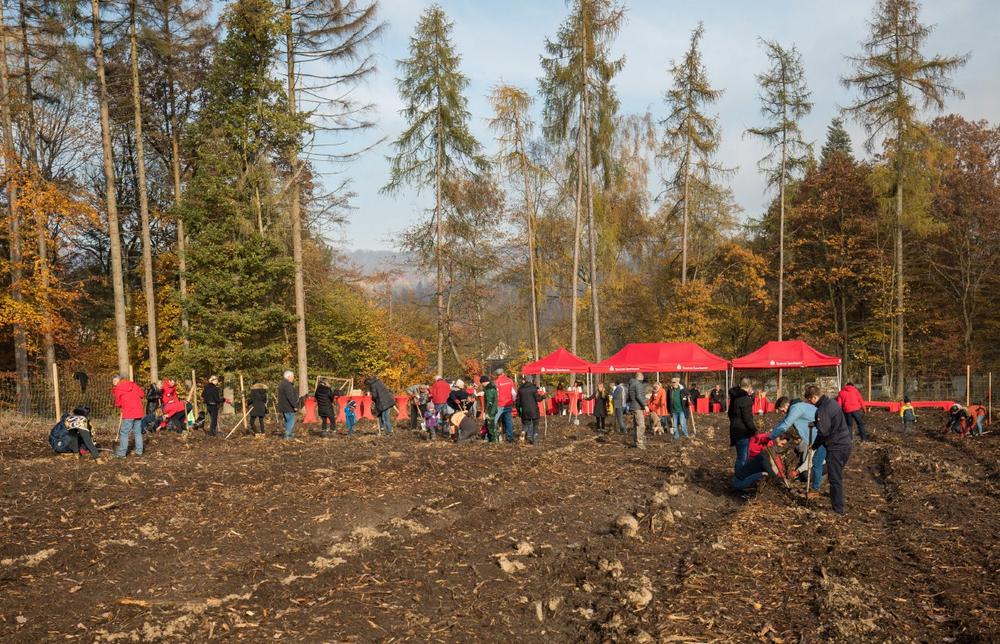 Fast 4.000 neue Bäume im Friedrichsdorfer Stadtwald