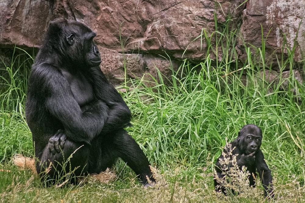 Mehr als die Summe ihrer Gene – neue Perspektiven für das Bestandsmanagement von Zootieren