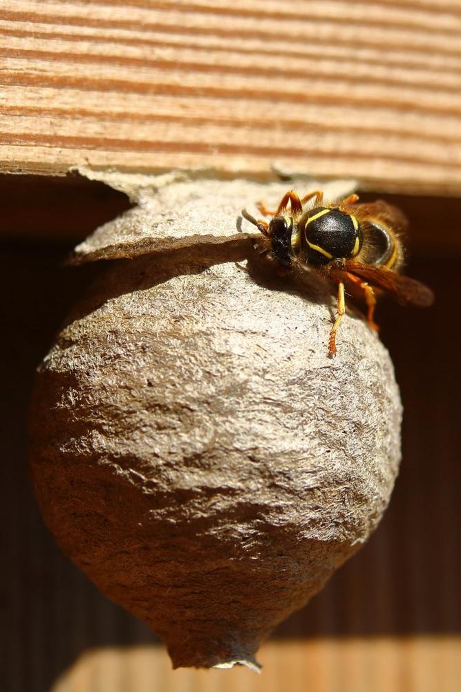NABU Brandenburg: Keine Panik vor Hornissen und Wespen