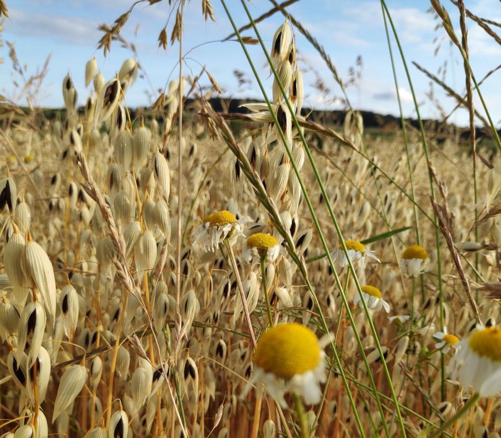 Laufzeit der Ökolandbau Modellregion Vogelsberg wird verlängert