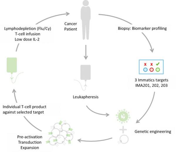 Immatics Announces European Clinical Expansion of its Adoptive Cell Therapy Programs
