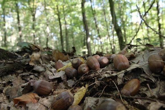 Fleißig wie ein Eichhörnchen