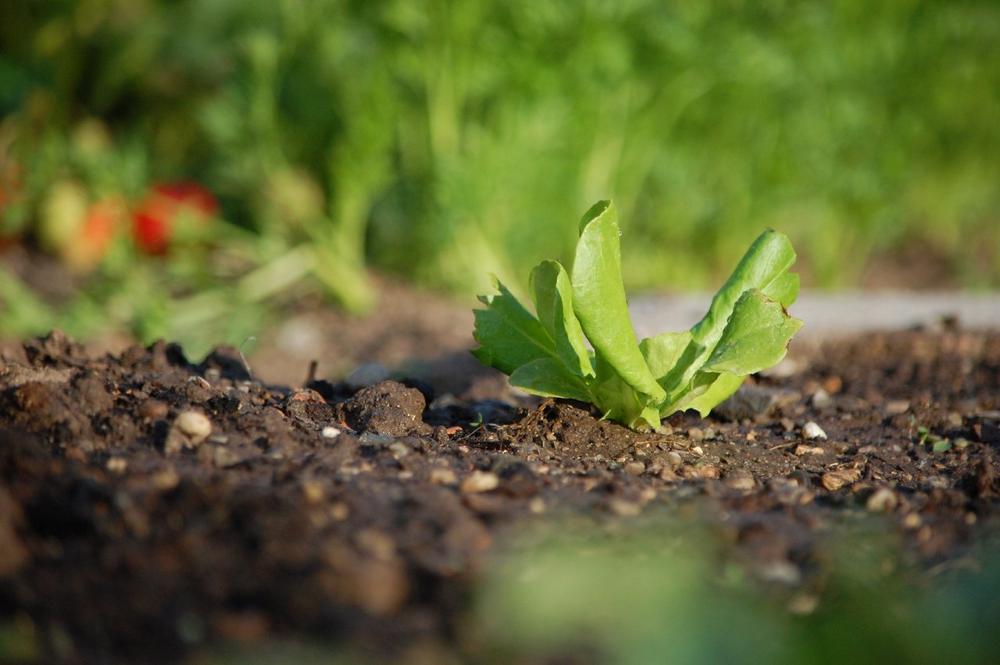 Bio-Trends 2021: Aus der Nische zum Lifestyle-Standard