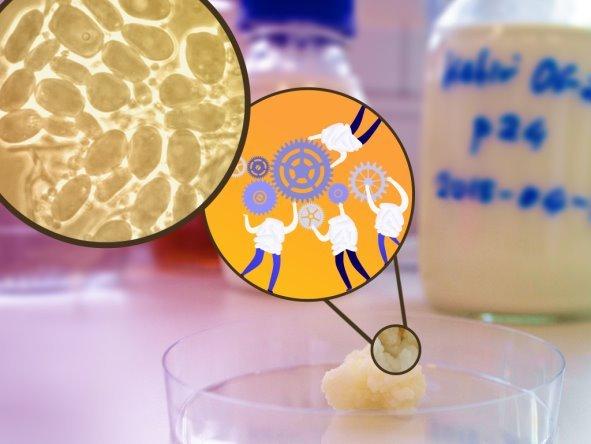 In kefir, microbial teamwork makes the dream work