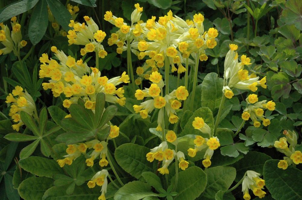 Garten: Kaltkeimer brauchen Kälteschock