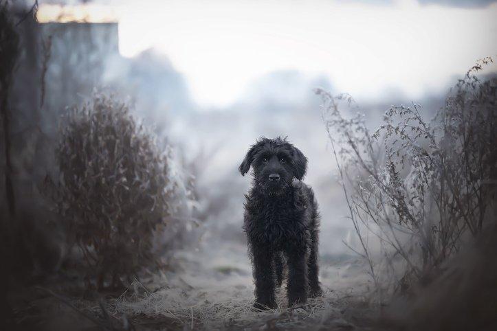 Sicher durch den Winter mit Hund
