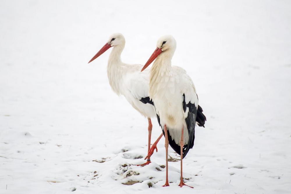 Erste Wildstörche im Tierpark sind zurück