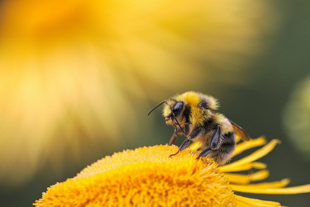 Faszino“summ“ Wildbienen