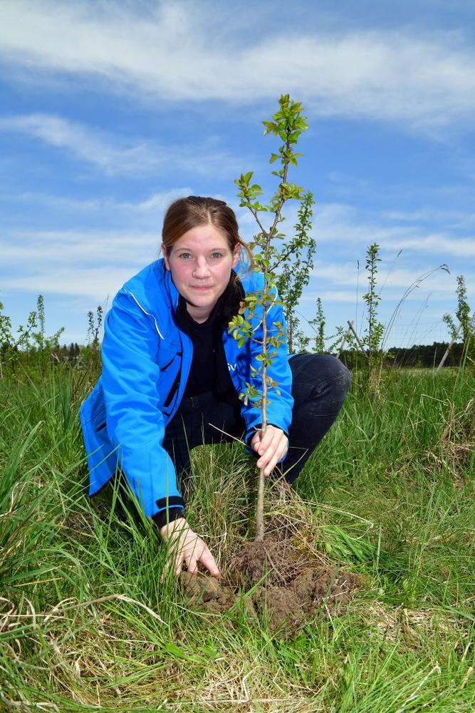 Ein Baum für jeden neuen Hausanschluss