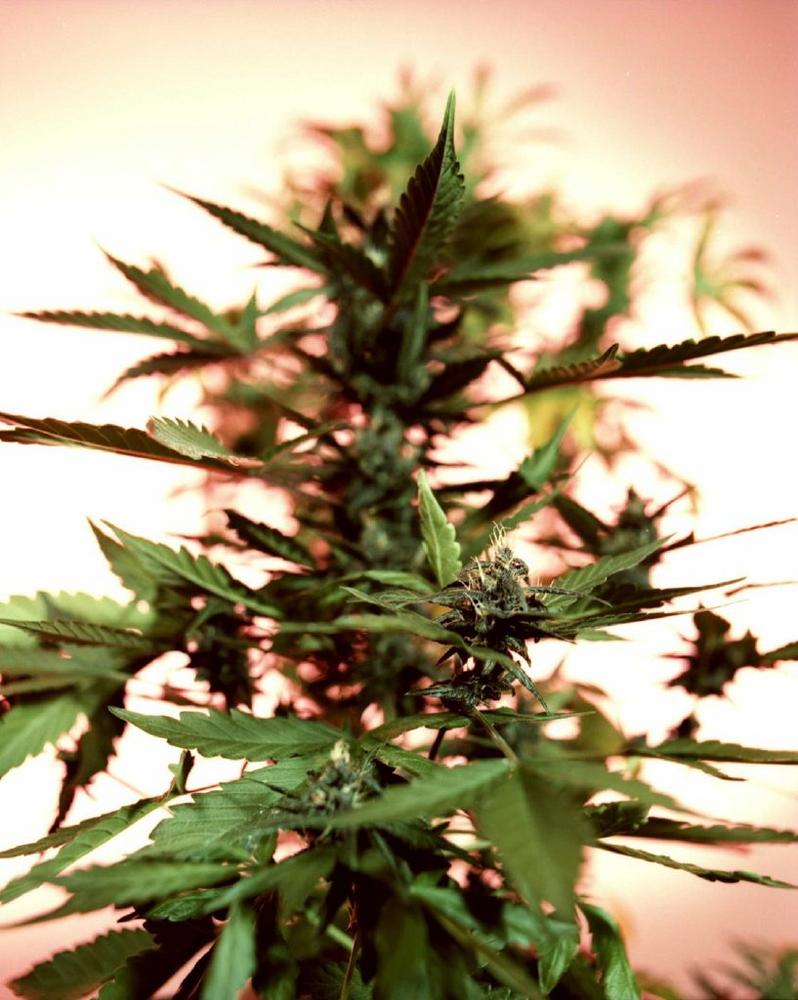 Weihnachtsgeschenke aus der Kunsthalle Mainz