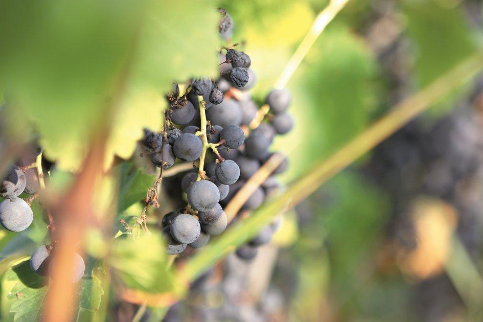 Karriere in der Weinwirtschaft – jetzt qualifizieren