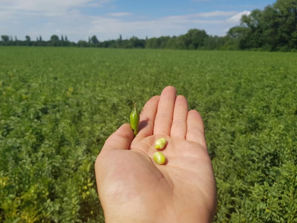 Südzucker plans production plant for protein concentrate from Faba beans