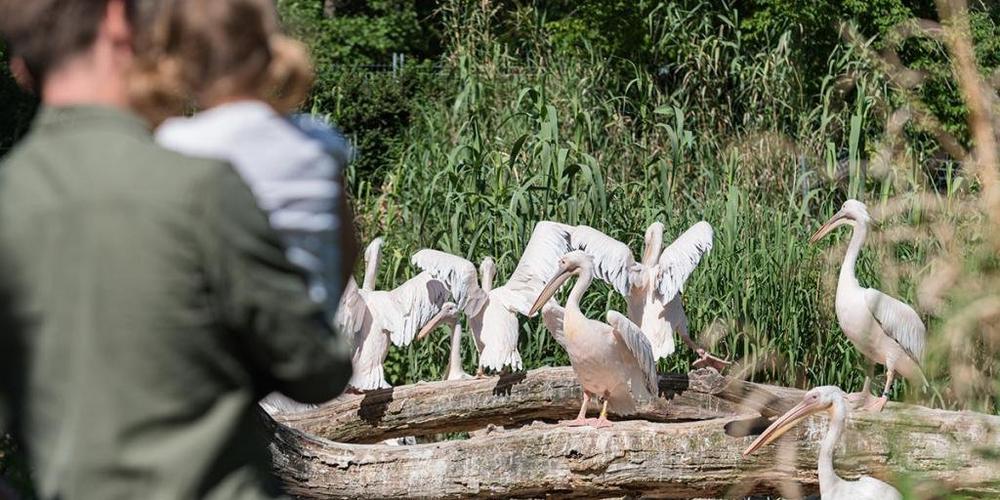Zolli-Besucherzahlen 2020: Geöffnete Monate gut besucht