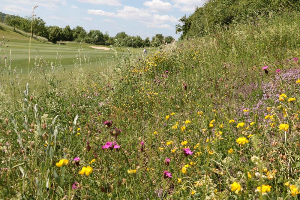 Baden-Württembergischer Golfverband e.V. veranstaltet das 2. Umweltsymposium am 04. Oktober 2023 im Golfclub Domäne Niederreutin