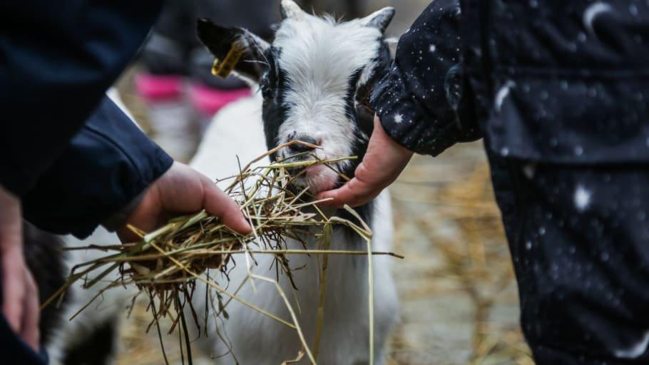 Die Skandinavien Tage mit verkaufsoffenem Sonntag an diesem Wochenende