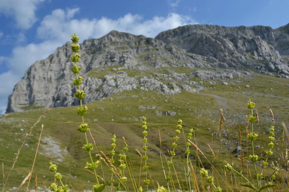 Visible from Space: Loss of Genetic Plant Diversity