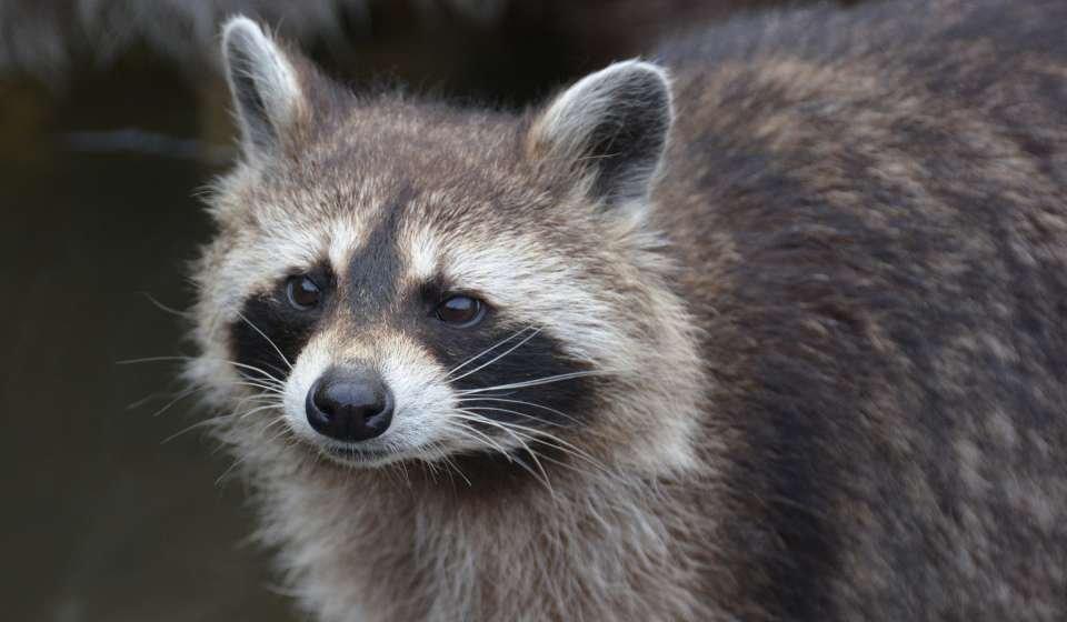 Raccoons: Invasion on Four Paws