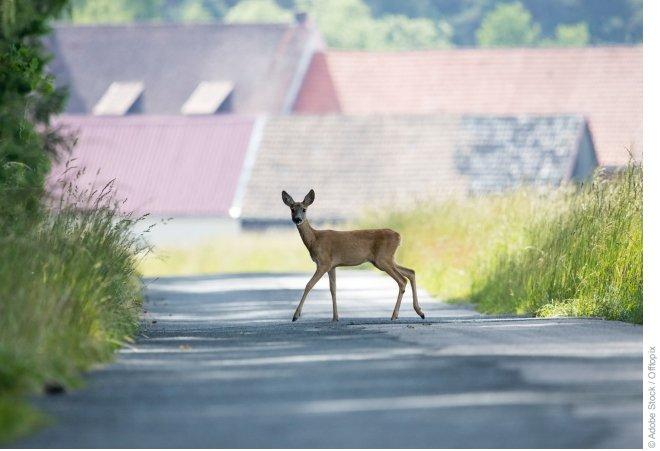 Tierisch was los – Achtung bei Wildwechsel und Krötenwanderung!