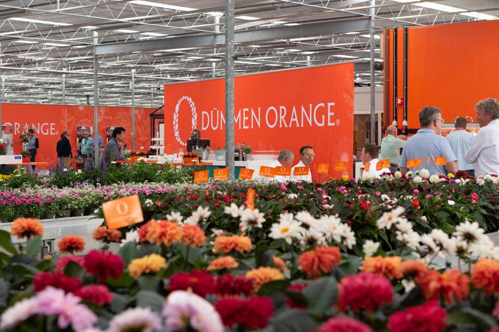 Dümmen Orange konzentriert sich während der Flower Trials 2025 auf einen Standort in De Kwakel