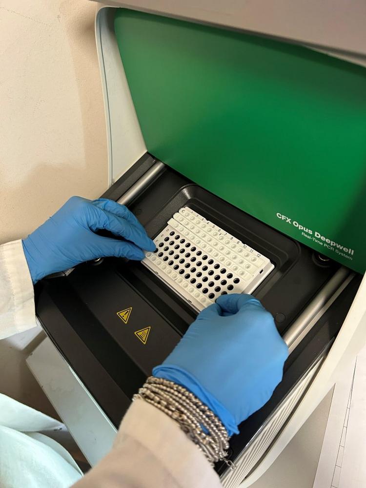 New Method: Typing of Salmonella Strains via RT-PCR