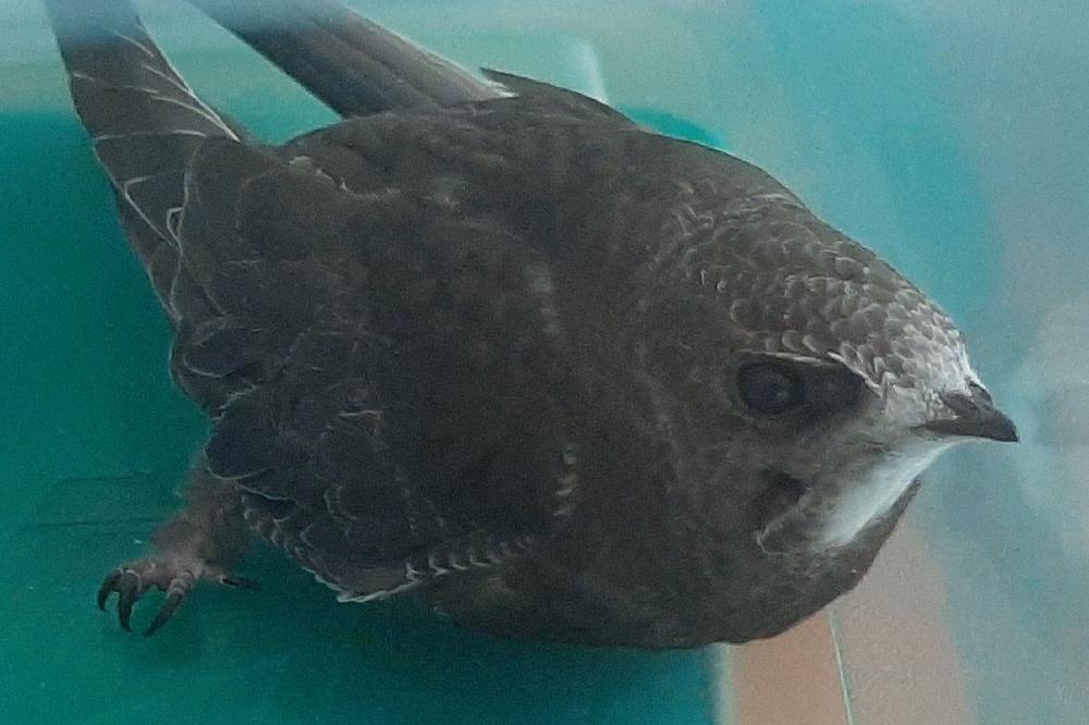 Mauersegler finden neue Heimat an GAMOR