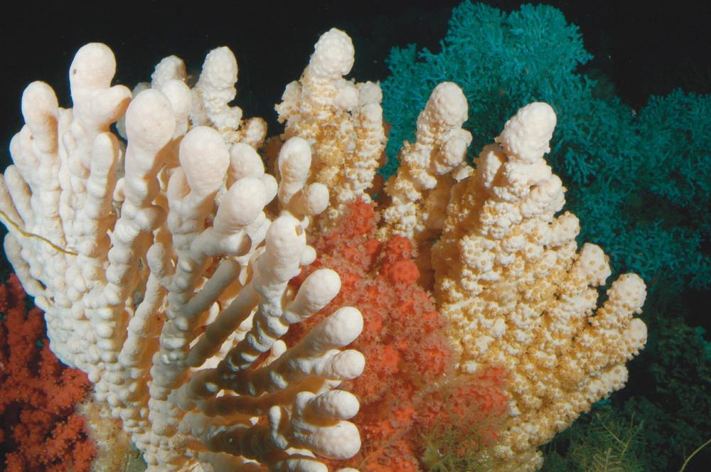 33 Meeresschutzorganisationen fordern: EU muss Tiefseelebensräume (VMEs) vor der Zerstörung durch die Fischerei schützen