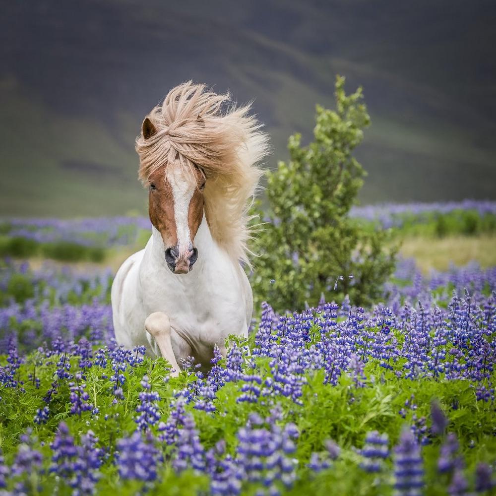 Deutschlands Marktführer Island ProTravel: Neues Programm 2026 erstmals mit Familienreise