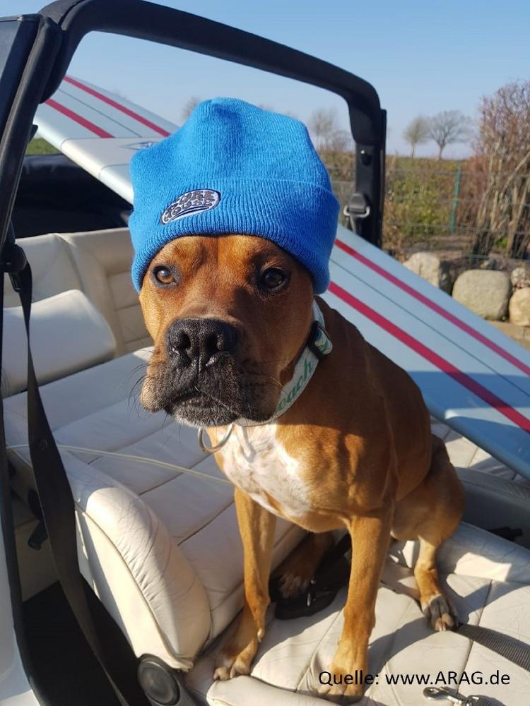 ARAG mit tierischen Gerichtsurteilen