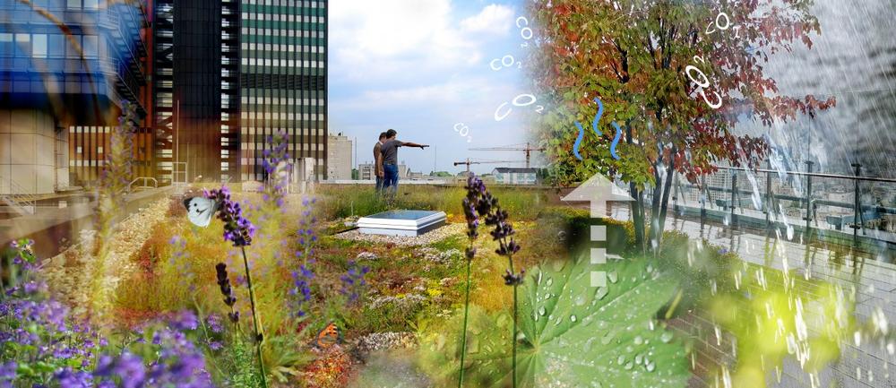 Green roofing: the topic for the future!