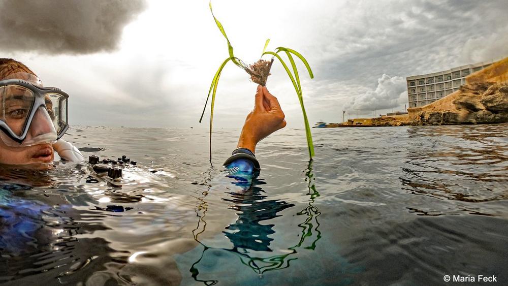 Am 1. März ist UN-Welttag des Seegrases: Meeresökosystem der Superlative