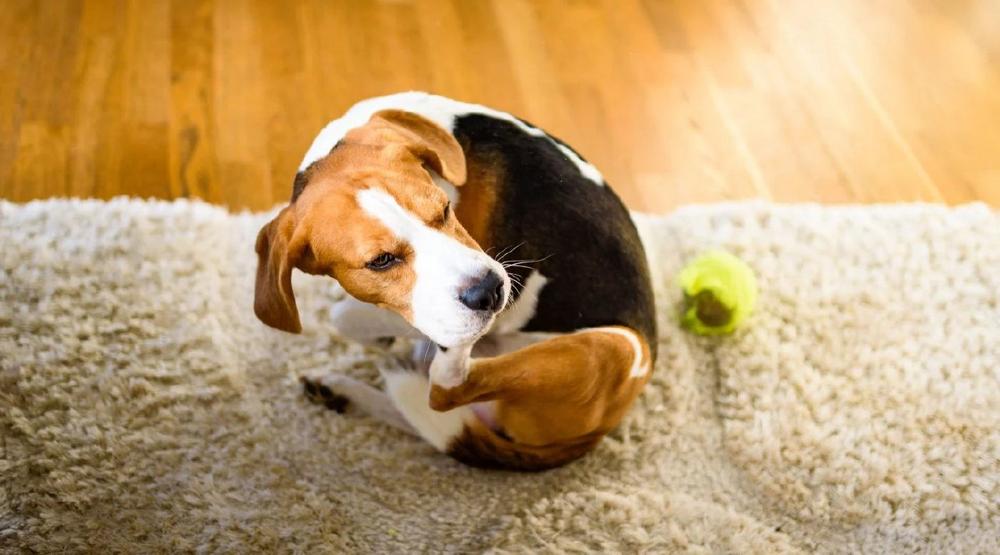 Winterjuckreiz beim Hund: Ursachen erkennen & Haut und Fell sanft stärken