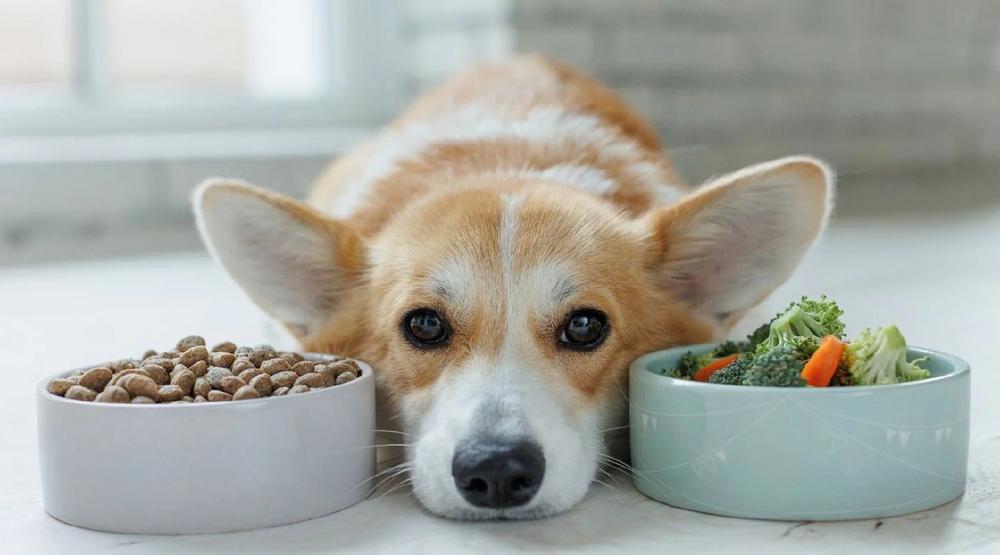 Warum Hunde im Winter schlechter fressen: Ursachen erkennen & Maulkomfort sanft verbessern