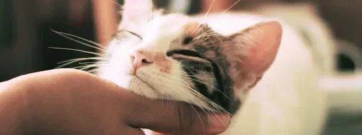 Zähneputzen bei Katzen: Warum frühe Zahnpflege so wichtig ist