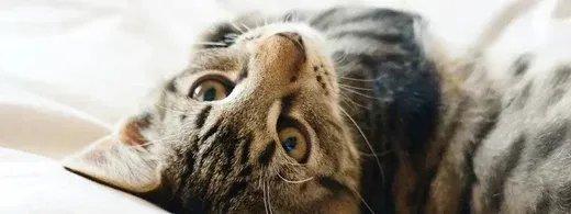 Zahnpflege bei Katzen: Welche Zahnbürste wirklich hilft