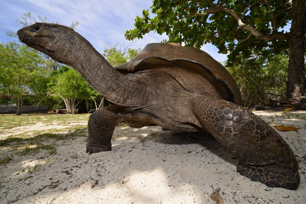 Kreuzfahrt: Silhouette Cruises startet neue Aldabra-Expedition