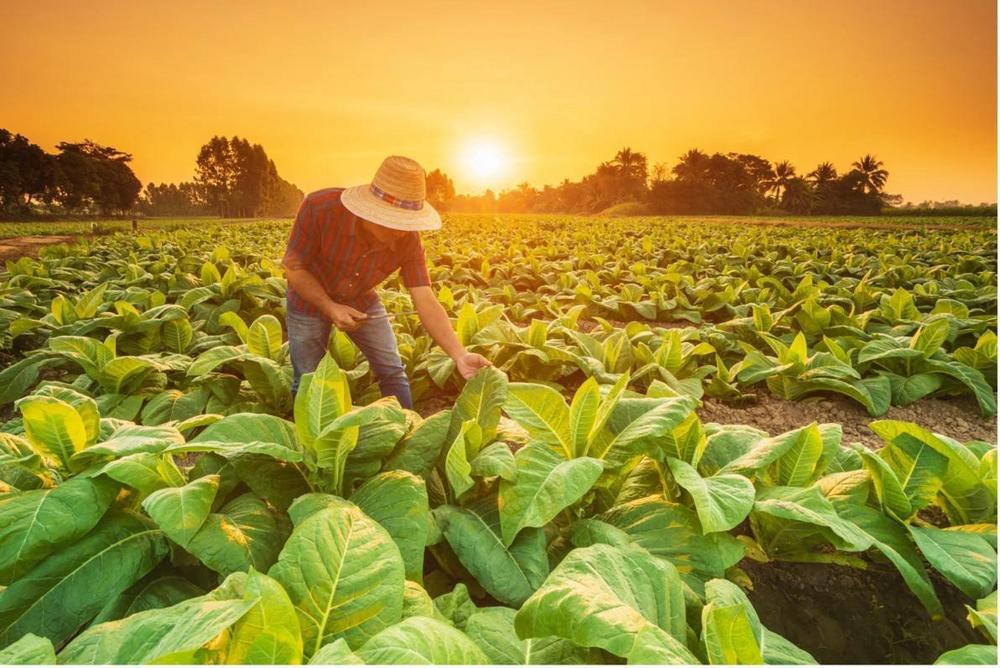 Potash is the hidden ingredient in all crops