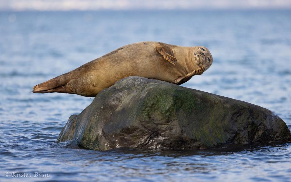 Der 22. März ist der Internationale Tag der Robben