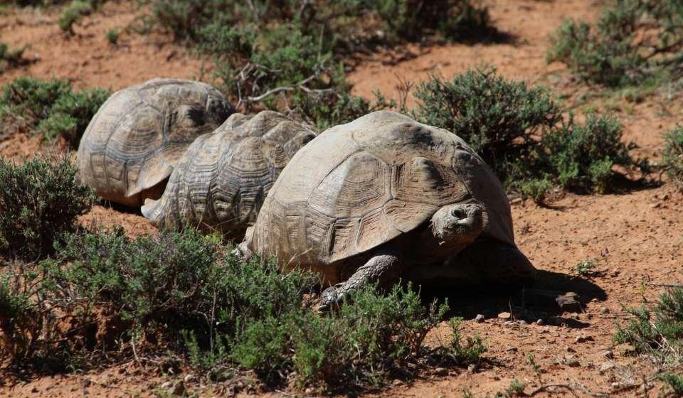 Return to Nature: 27 Leopard Tortoises Released into the Wild in South Africa