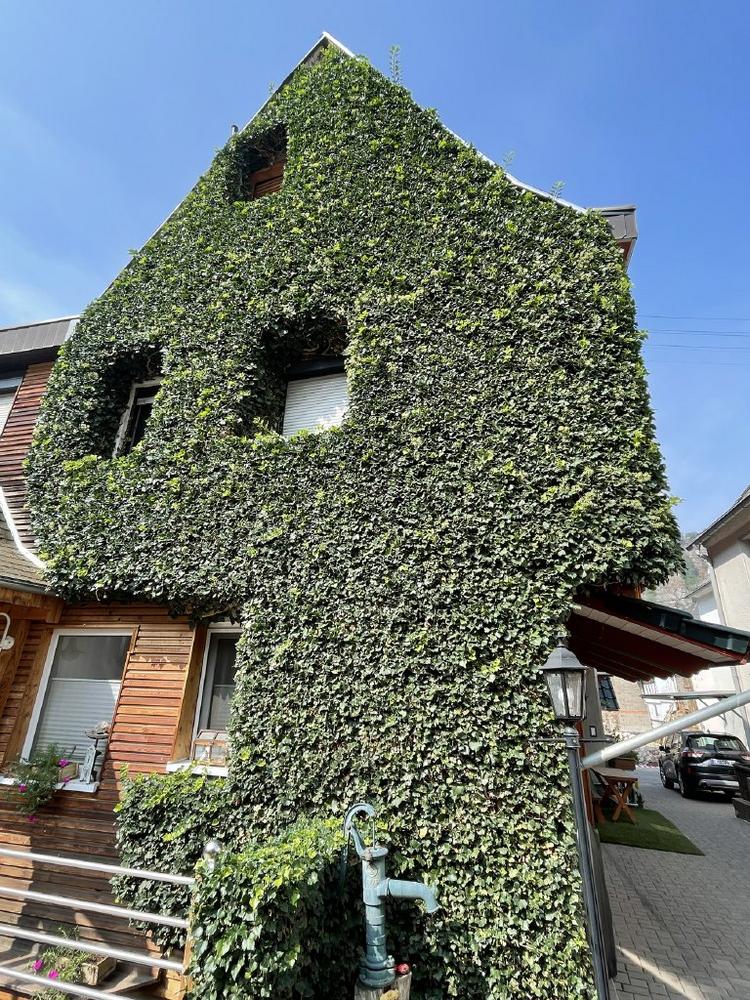 Dachdecker-Landesinnung Berlin: Gebäudebegrünungen sind emissionsfreie Klimaanlagen