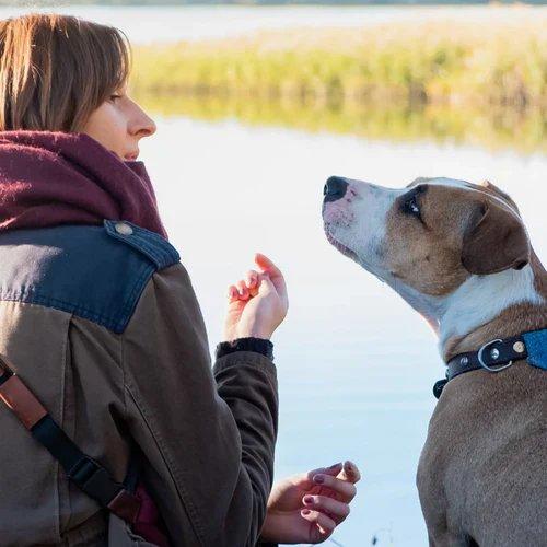 Wie alt ist mein Hund oder meine Katze wirklich? So rechnen Sie Tierjahre in Menschenjahre um