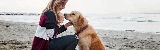 Zahnfleischentzündung beim Hund: Ursachen erkennen und rechtzeitig handeln