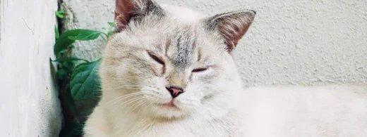 Gelenkverschleiß bei Katzen: So erkennen und begleiten Sie Arthrose richtig