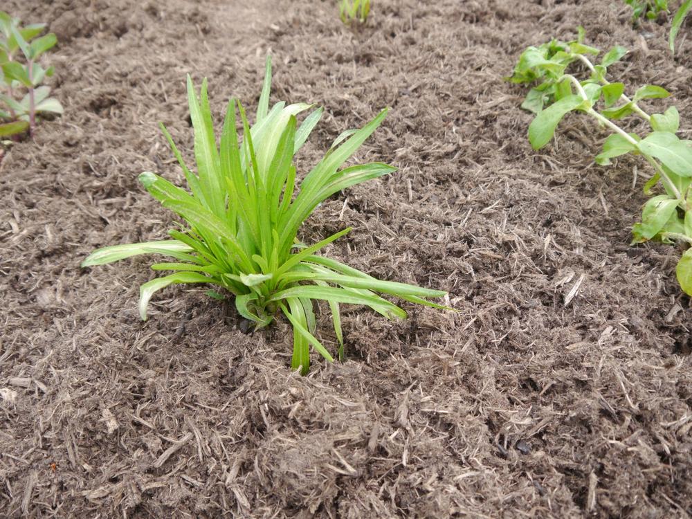 Mulchen im Garten – warum es unverzichtbar ist und wie es richtig gelingt