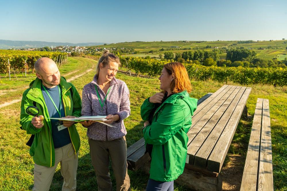 Weinerlebnis-Wanderung in Rheinhessen: Digitale Navigation trifft Weinkultur