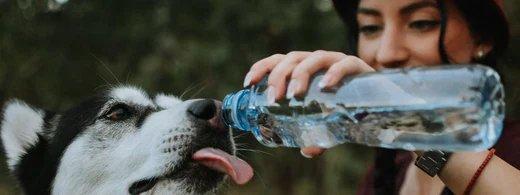 Wie viel Wasser braucht dein Hund wirklich? Alles über Wasserbedarf, Gesundheit und die richtige Versorgung