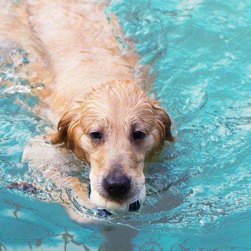Schwimmen und Wasserspiele für Hunde und Katzen: So macht der Wasserspaß Tier und Mensch Freude